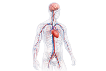 Human circulatory system anatomy illustration showing heart brain arteries veins full body medical education isolated on white background