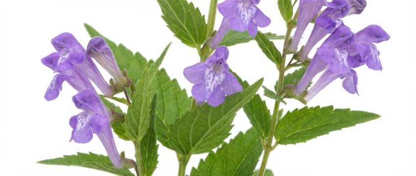 skullcap herb with delicate purple flowers isolated on white background in professional studio lighting showcasing detailed leaves and blossoms for botanical or medicinal use