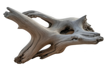 A gnarled piece of weathered driftwood with intricate details isolated on a white background isolated on transparent background