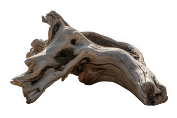A gnarled piece of weathered driftwood with intricate texture and holes isolated on transparent background