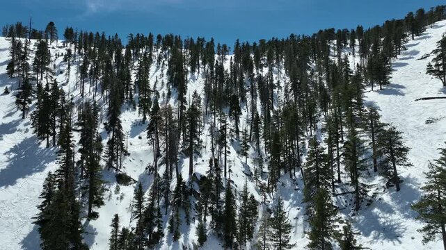 Mount Waterman Ski Trails Aerial Shot of Snow Forest Elevate California USA