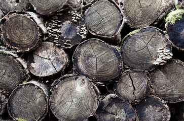 Old chopped wood pile with mushroom a rustic look. The circular patterns with the cool feel make this perfect for any stellar background.