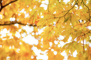 Autumn yellow maple leaves background
