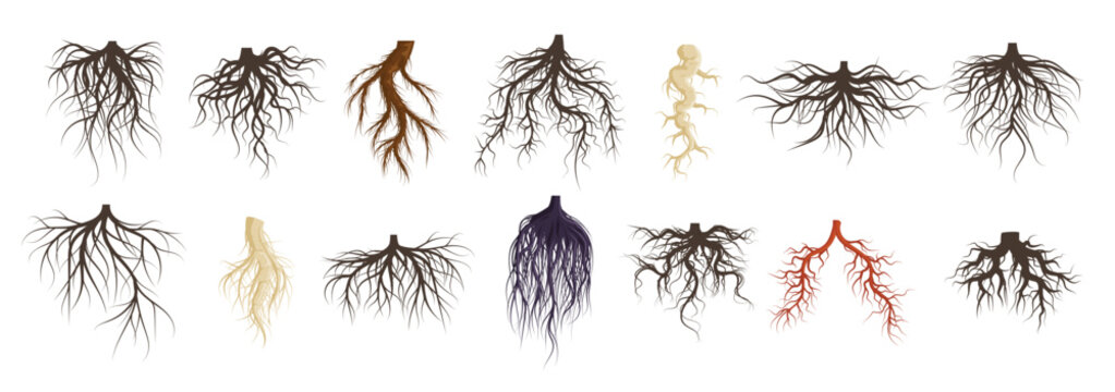  plants roots systems growing fibrous trees roots