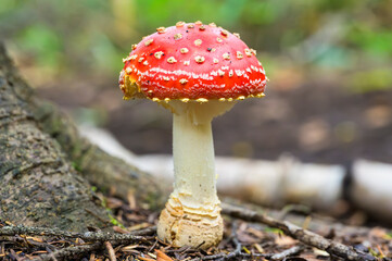 ベニテングタケ