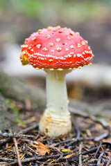 ベニテングタケ