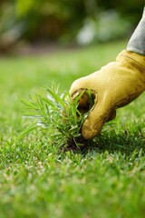 Gloved hand plucks a green weed from a lush green lawn, taking care of the garden and lawn in the backyard close-up