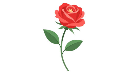 A single red rose blossom with a green leaf and stem is isolated on white to represent a beautiful gift of love, nature, and romance for a Valentine holiday