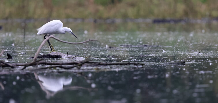 acqua