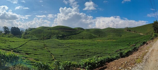 vineyard in switzerland