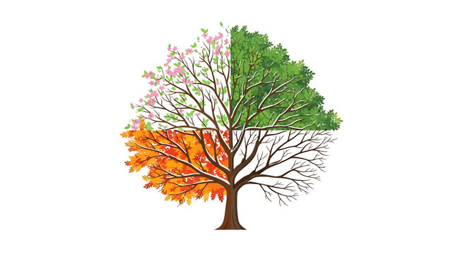 four seasons tree illustration showing spring summer autumn and winter on one half circle canopy for climate change and life cycle concepts