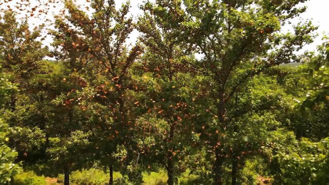 Massive Swarm of Monarch Butterflies Migrating Over Lush Green Forest Canopy