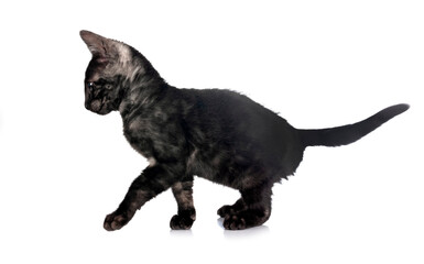 bengal kitten in studio © cynoclub