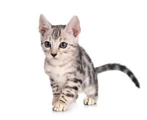 Fototapeta premium bengal kitten in studio