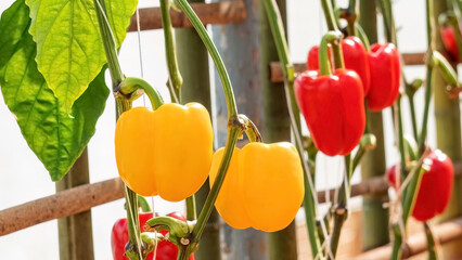 Yellow bell peppers in the vegetable garden.