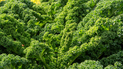 Close-up of green curly kale plant in a vegetable garden.
