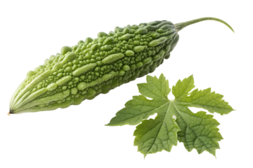 Single fresh green bitter melon vegetable with characteristic bumpy texture and a detached matching leaf isolated on a pure black background ready for culinary use or health promotion imagery
