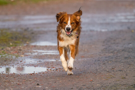 Austrian Pinscher, purebred, puppy, young dog, male
