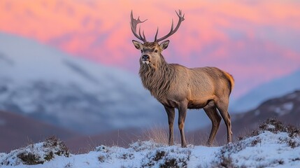 Majestic stag in winter wonderland