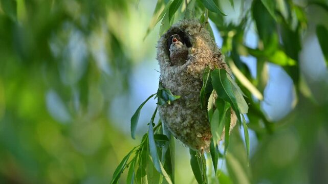 Penduline tit constructing a hanging nest in a tree