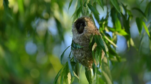 Penduline tit constructing a hanging nest in a tree