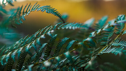 For&ecirc;t des Landes de Gascogne, pendant une soir&eacute;e automnale