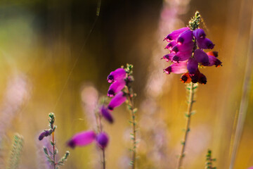 For&ecirc;t des Landes de Gascogne, pendant une soir&eacute;e automnale