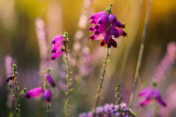 For&ecirc;t des Landes de Gascogne, pendant une soir&eacute;e automnale