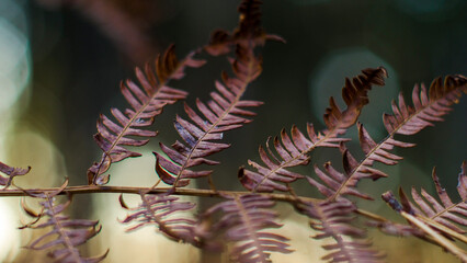 For&ecirc;t des Landes de Gascogne, pendant une soir&eacute;e automnale