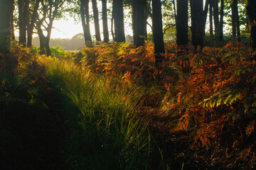 For&ecirc;t des Landes de Gascogne, pendant une soir&eacute;e automnale