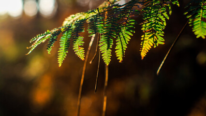 For&ecirc;t des Landes de Gascogne, pendant une soir&eacute;e automnale