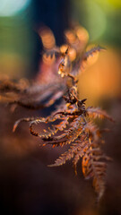 For&ecirc;t des Landes de Gascogne, pendant une soir&eacute;e automnale