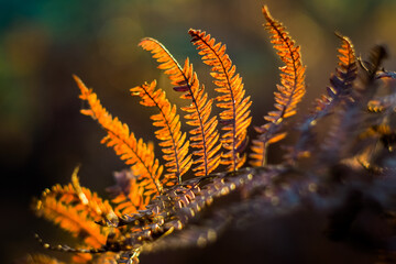 For&ecirc;t des Landes de Gascogne, pendant une soir&eacute;e automnale