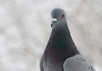 Portrait of a pretty city pigeon on a light blurred background. Selective soft focus.