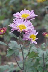 Obraz premium Beautiful Pink chrysanthemum flowers closeup in the winter garden, Closeup of Chrysanthemum flower, Field of the Pink Chrysanthemum, Beautiful Pink flower blooming in nature.