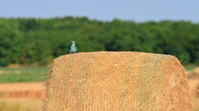 European roller sitting on a straw bale in rural landscape