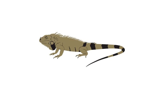 Iguana Vector Illustration Animation Motion
