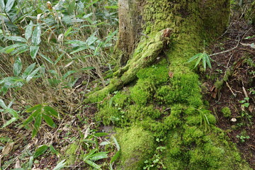 尾瀬に広がる、苔やシダが生い茂る針葉樹林。
