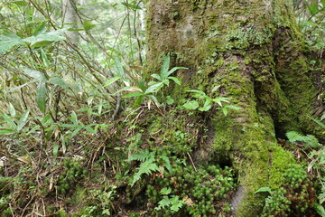 尾瀬に広がる、苔やシダが生い茂る針葉樹林。