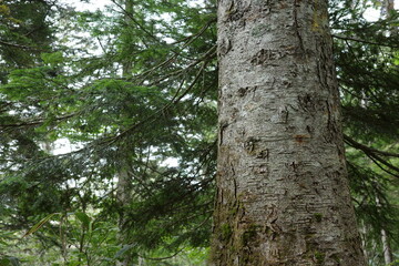 尾瀬の尾瀬沼へ向かう道中、沼山峠周辺に広がるシラビソなどの針葉樹林。 © PICCOLOGEOGRAPHIC