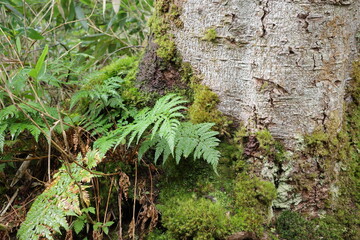 尾瀬に広がる、苔やシダが生い茂る針葉樹林。