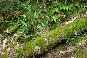 尾瀬に広がる、苔やシダが生い茂る針葉樹林。