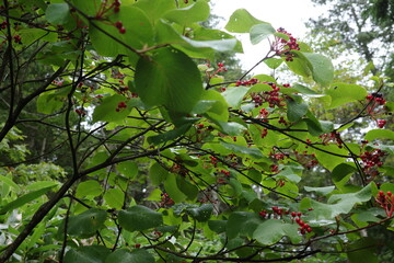 夏の終わりの尾瀬ヶ原で見かけた、赤い実をたくさんつけたオオカメノキ（別名ムシカリ）。緑に包まれた湿原の中で、鮮やかな果実が季節の進みを静かに伝える、尾瀬らしい自然の一場面です。