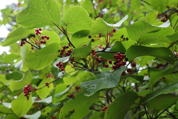 夏の終わりの尾瀬ヶ原で見かけた、赤い実をたくさんつけたオオカメノキ（別名ムシカリ）。緑に包まれた湿原の中で、鮮やかな果実が季節の進みを静かに伝える、尾瀬らしい自然の一場面です。