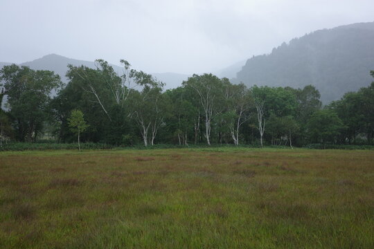 雨の尾瀬ヶ原に帯状に広がる拠水林