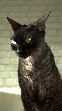 Elegant black Cornish Rex cat with curly fur and green eyes sitting in a room. The beautiful pedigree pet is enjoying the warm sunlight
