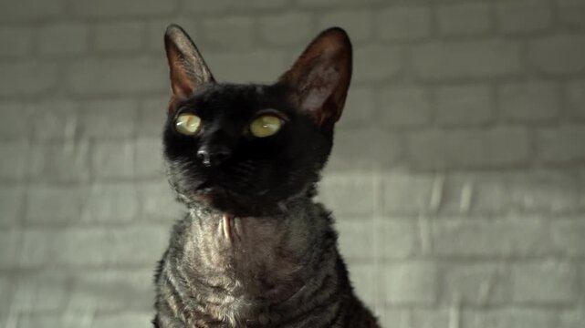 Close-up portrait of a cute black Devon Rex cat with big green eyes. The curious feline is looking around inside a room