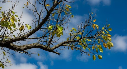 Autumn leaves clinging to a bare branch against a vivid blue sky with white clouds
