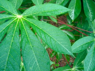 green leaf with water drops