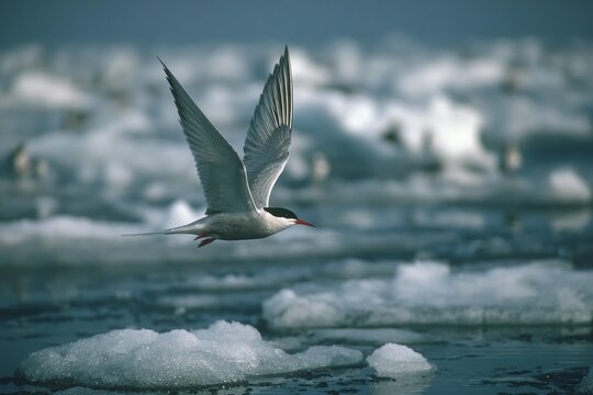 A tern is flying above ice pieces in the cold water of the Arctic. It is winter and the landscape is frozen